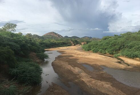 river surrounded by trees