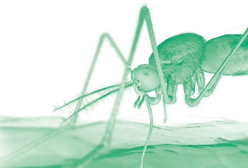 A green mosquito