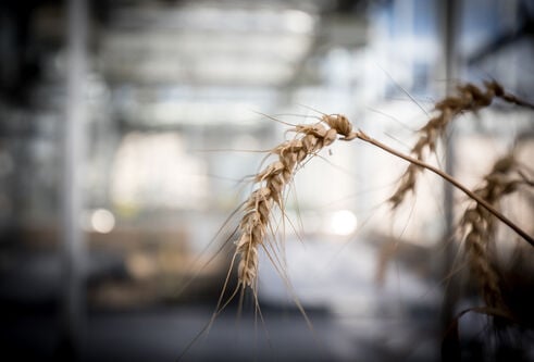 barley close-up