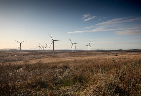 a picture of rows of wind turbines in a field