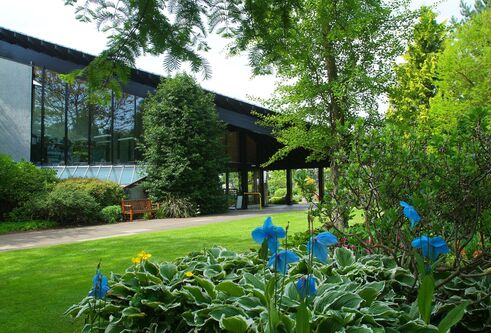 a group of blue flowers blooming out of green grass surrounded by other vibrant greenery