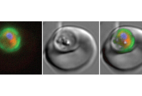 three microscope images of the same object. First a fuzzy circle to top left with green outer edge, blue dot in top middle and a crescent of red below the blue dot. Black background. Second a circle with a second circle to top left in grey scale. Third image, a merge of the first two.