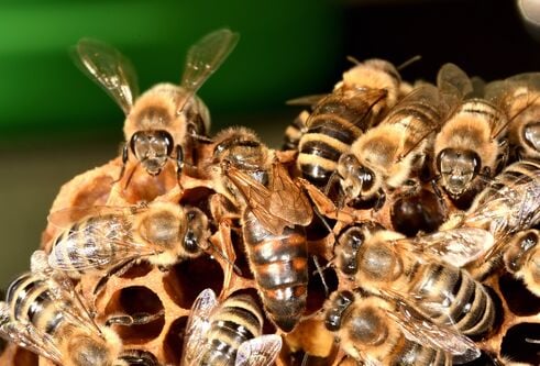 honeybees