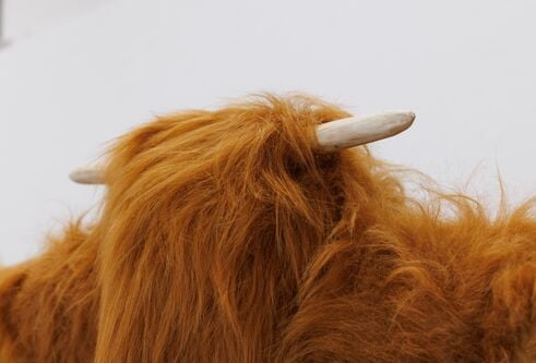 cow horns