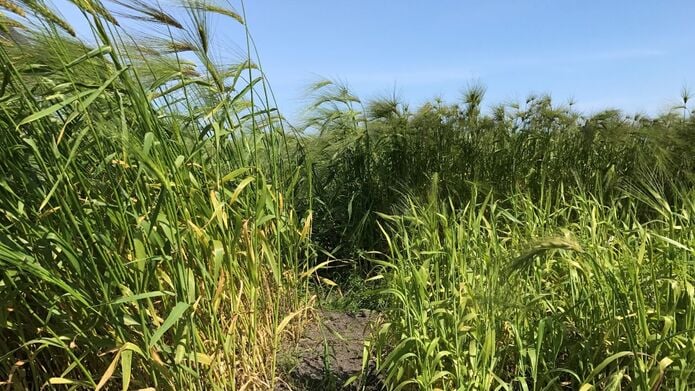 Field of wheat