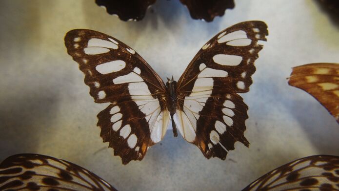 Dead butterfly