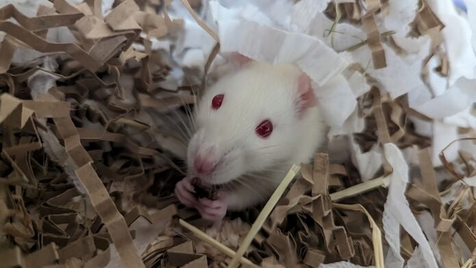 White rat nestled in shredded paper.