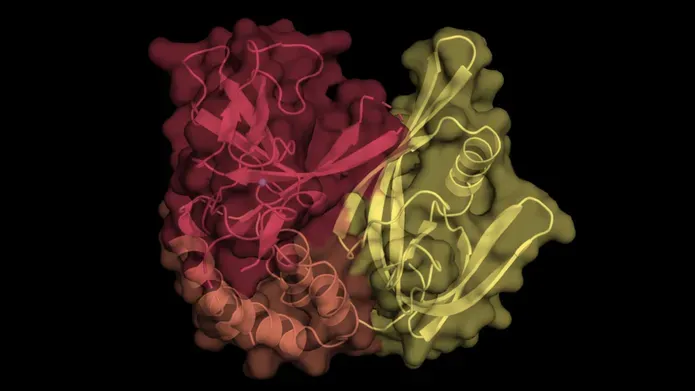 An image of the CRBNmidi protein, the protein appears as abstract ribbons in a bundle, with red colouring on one side and yellow on the other.