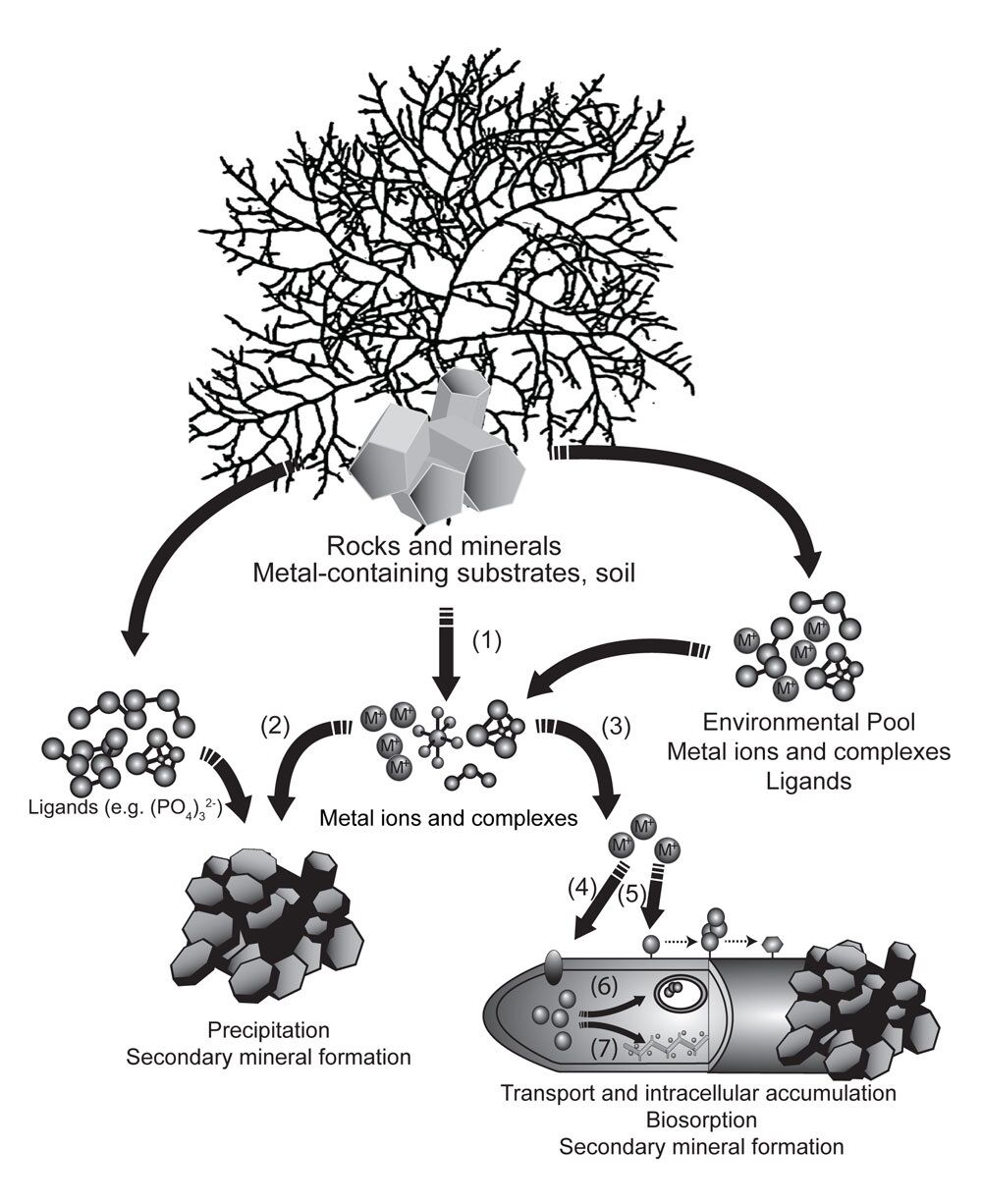 Graphic demonstrating metal and mineral transformations
