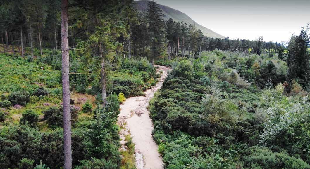 A track running through woodland