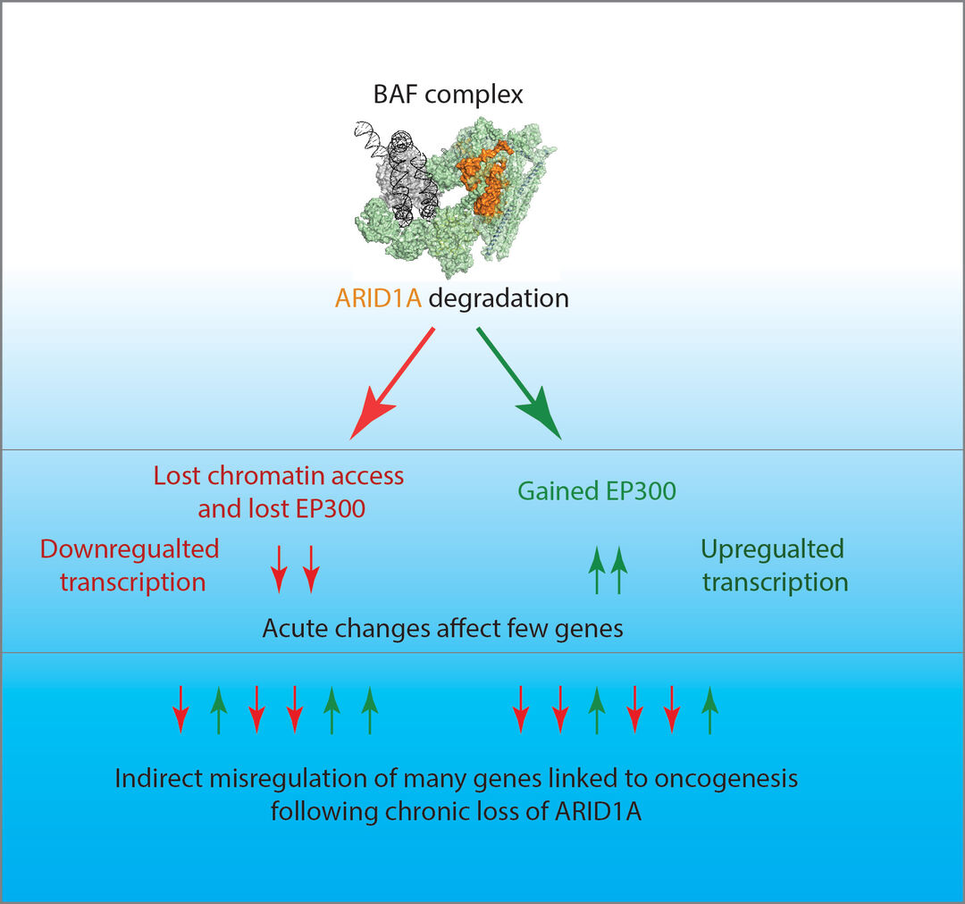 Graphic showing the Acute and chronic changes following loss of ARID1A