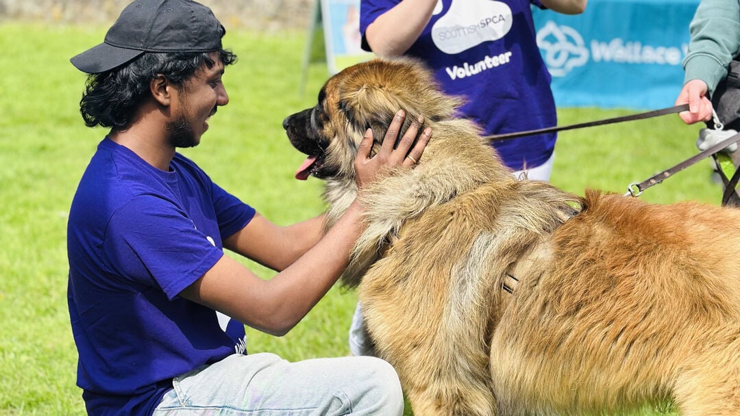 Student wearing a blue tshirt, lightly blue jeans and a backwards camps, kneeling down and cuddling a large light brown dog
