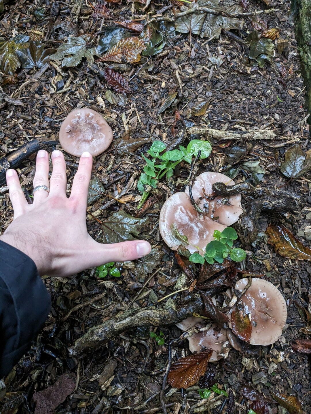 A hand stretched out over some mushrooms growing in some mud